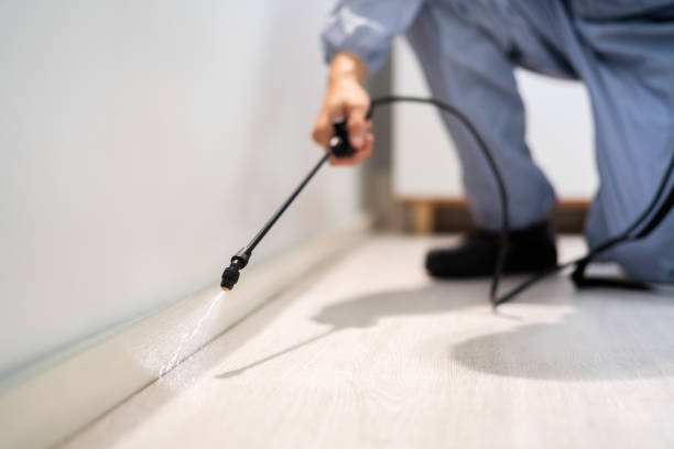 Licensed Wasp Removal service in Mendota, IL - Show Me Pest Control